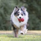 KONG Classic Kutyajáték XL