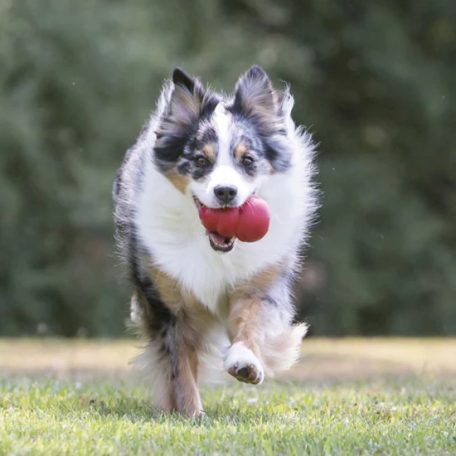 KONG Classic Kutyajáték XL