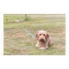 Trixie Kikötő Csiga 40cm/9 Mm