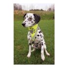 Trixie Biztonsági Kendő Kutyának Xs–s 22–28cm