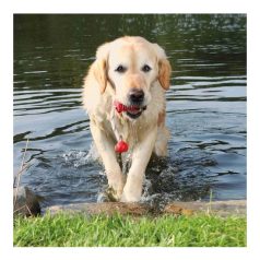   Trixie Játék Dog Activity Tömör Gumi Harang Kötéllel 9cm/22cm