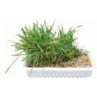 Trixie Macskafű Dobozos 100g